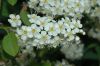 image of Prunus virginiana