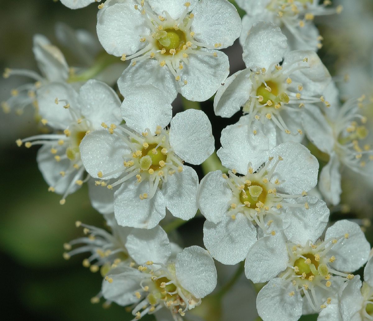 Rosaceae Prunus virginiana