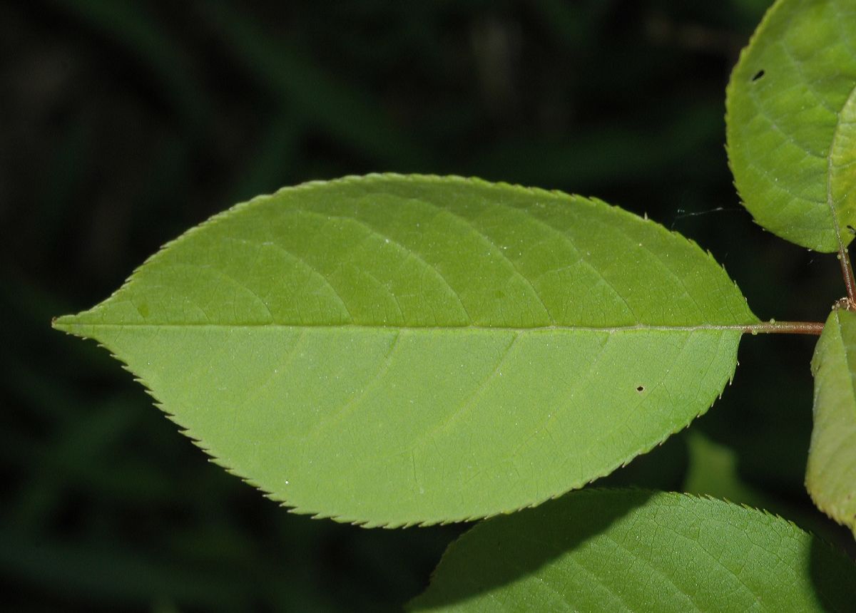 Rosaceae Prunus virginiana
