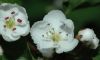 image of Crataegus 