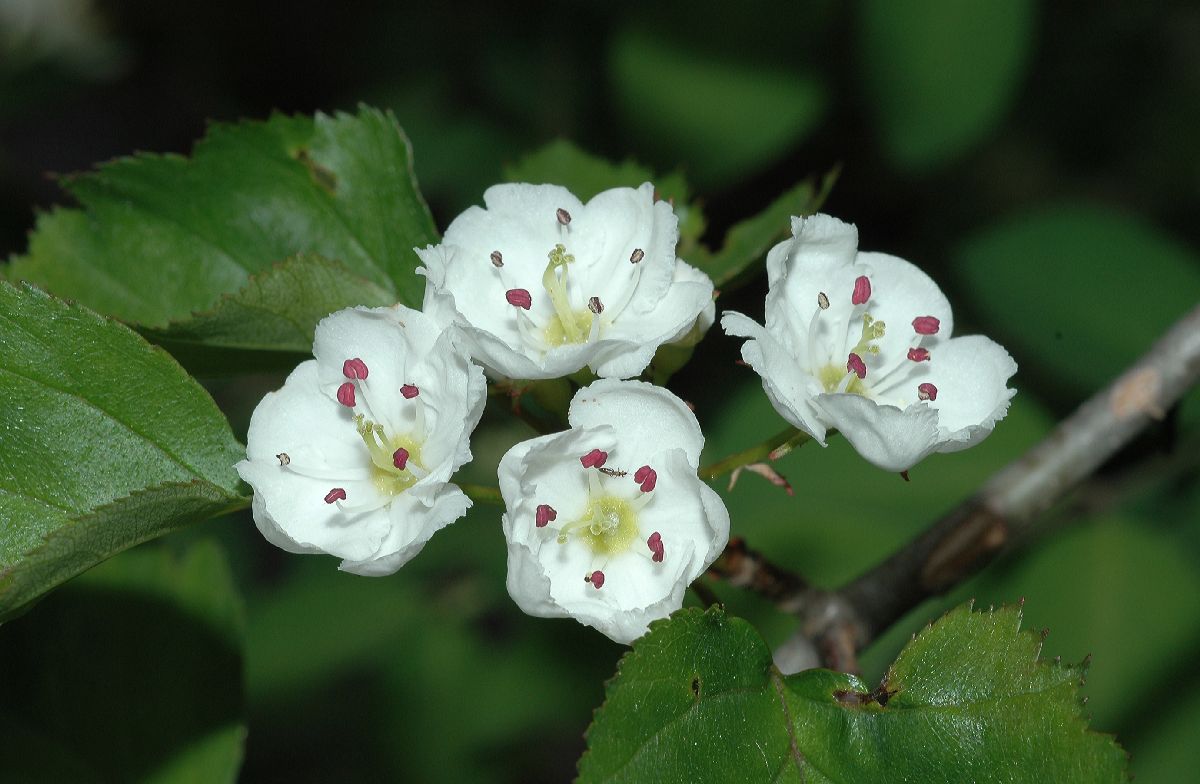 Rosaceae Crataegus 