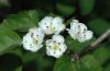 image of Crataegus 