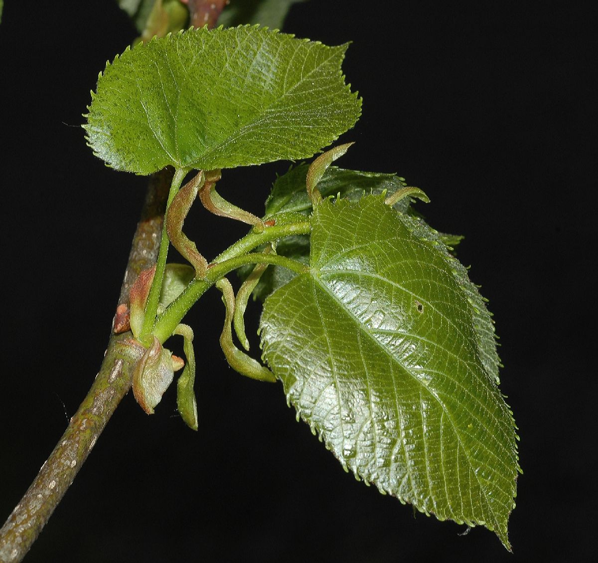 Tiliaceae Tilia americana