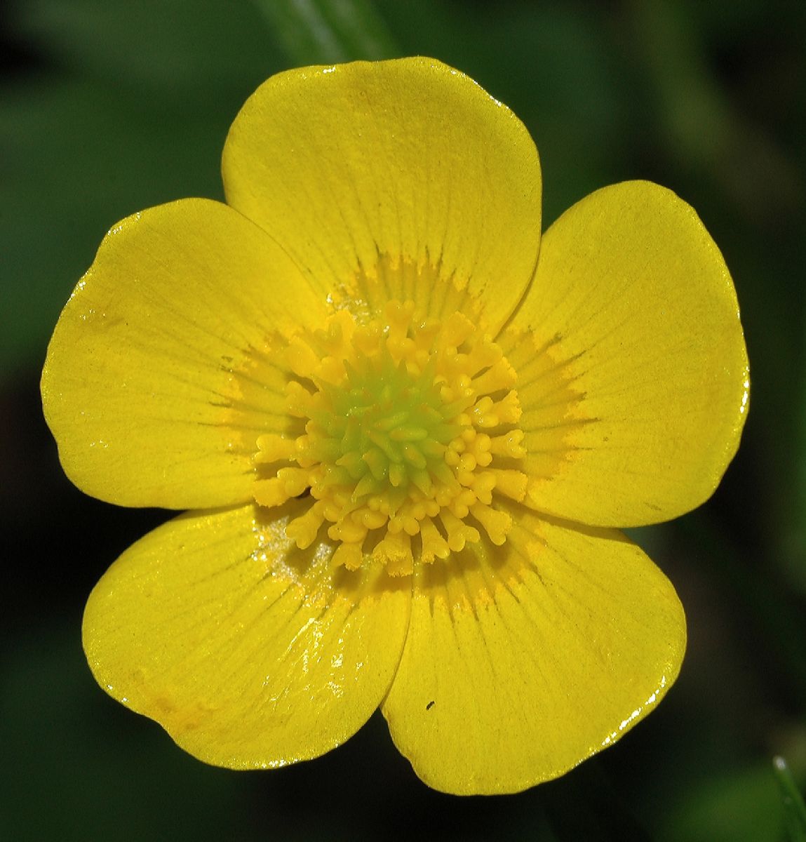 Ranunculaceae Ranunculus bulbosus