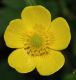image of Ranunculus bulbosus