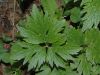 image of Ranunculus bulbosus