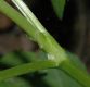 image of Ranunculus bulbosus