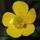 image of Ranunculus bulbosus