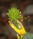 image of Ranunculus bulbosus