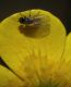 image of Ranunculus bulbosus