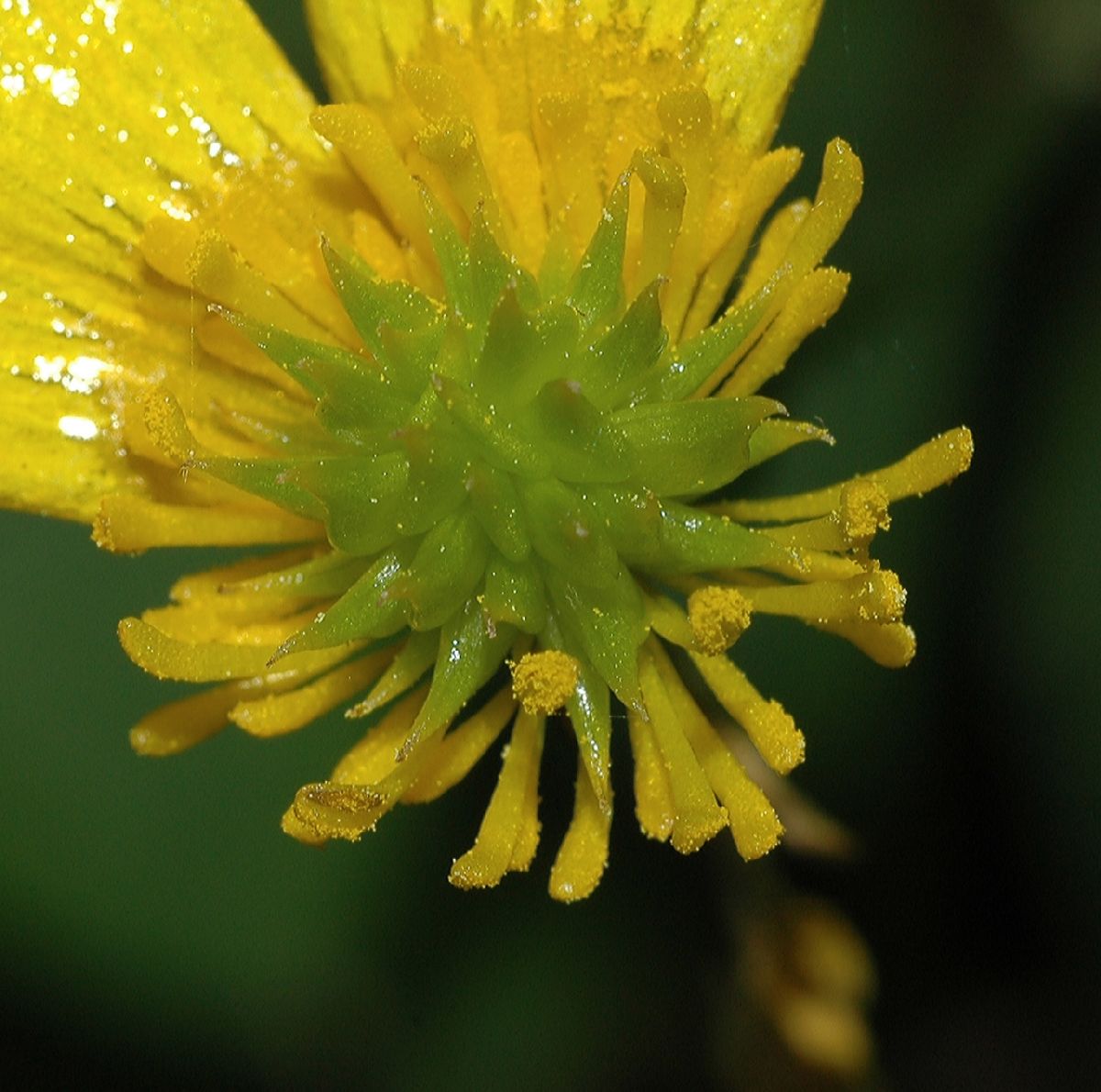 Ranunculaceae Ranunculus bulbosus