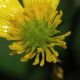 image of Ranunculus bulbosus