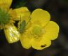 image of Ranunculus bulbosus