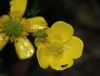 image of Ranunculus bulbosus