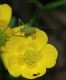 image of Ranunculus bulbosus