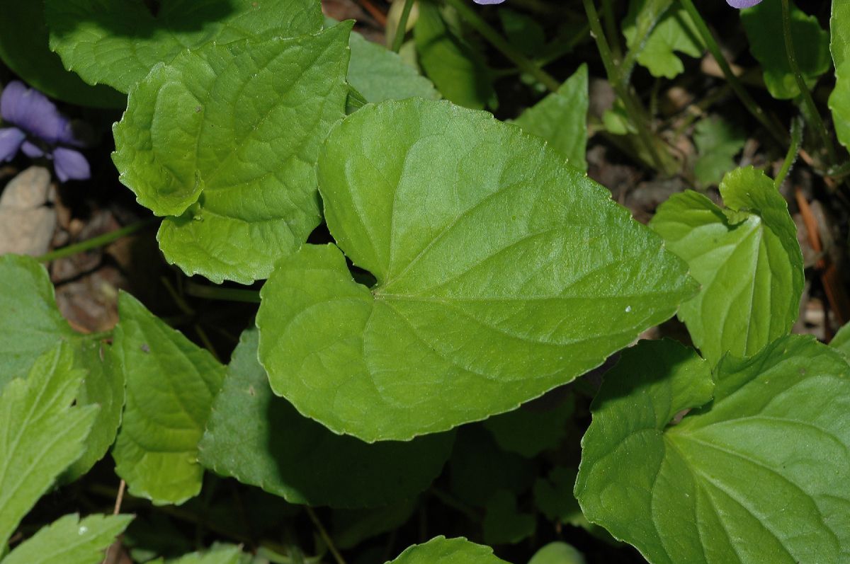 Violaceae Viola cucullata