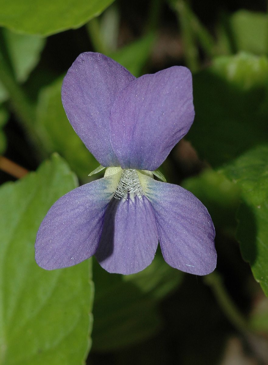 Violaceae Viola cucullata