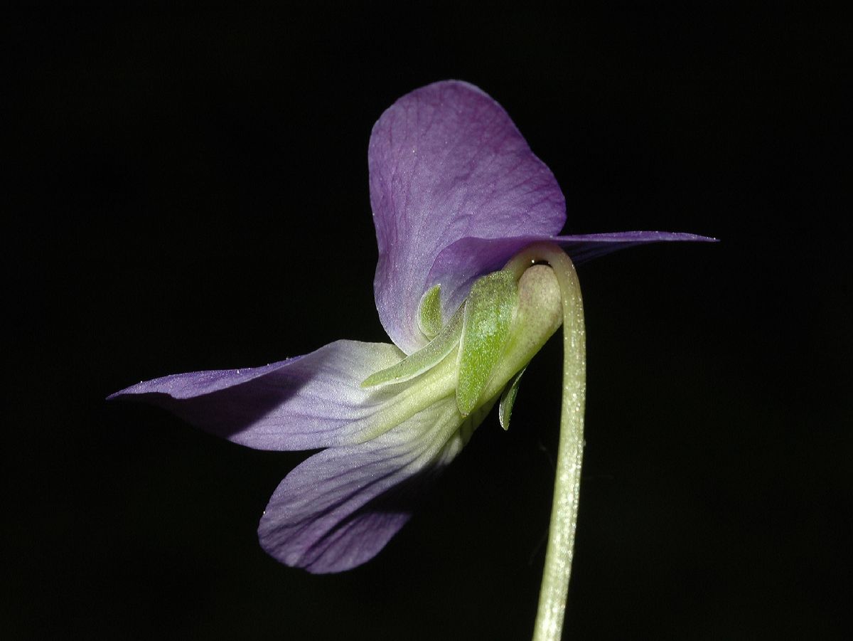 Violaceae Viola cucullata