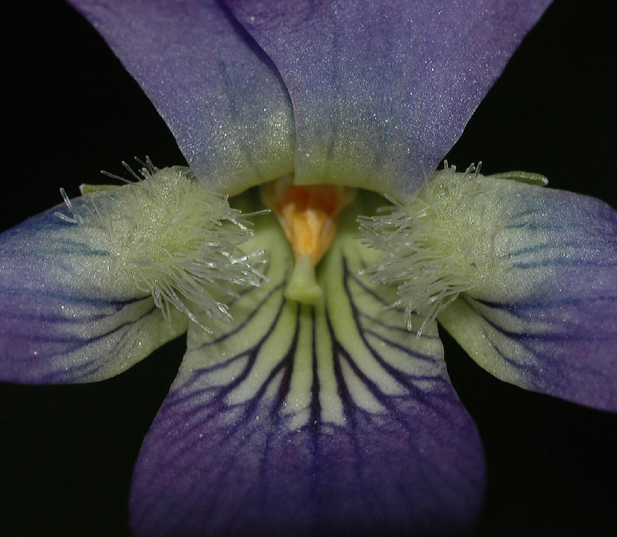 Violaceae Viola cucullata
