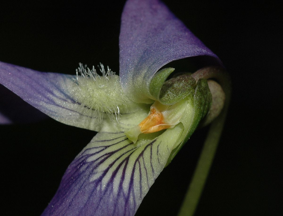 Violaceae Viola cucullata