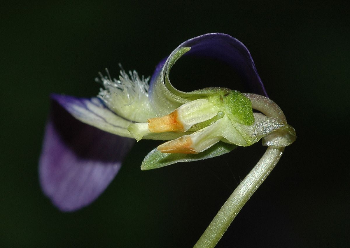 Violaceae Viola cucullata