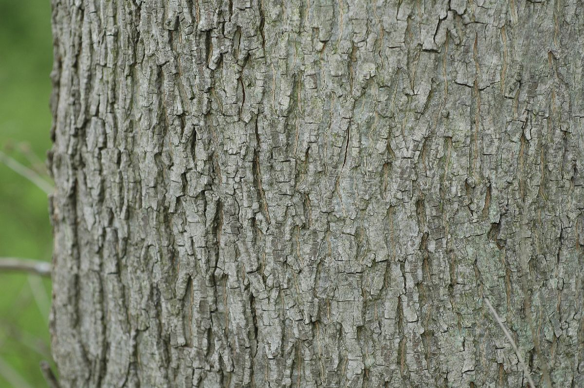 Juglandaceae Carya cordiformis