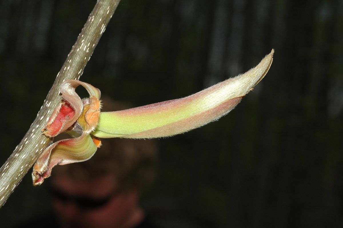 Juglandaceae Carya 