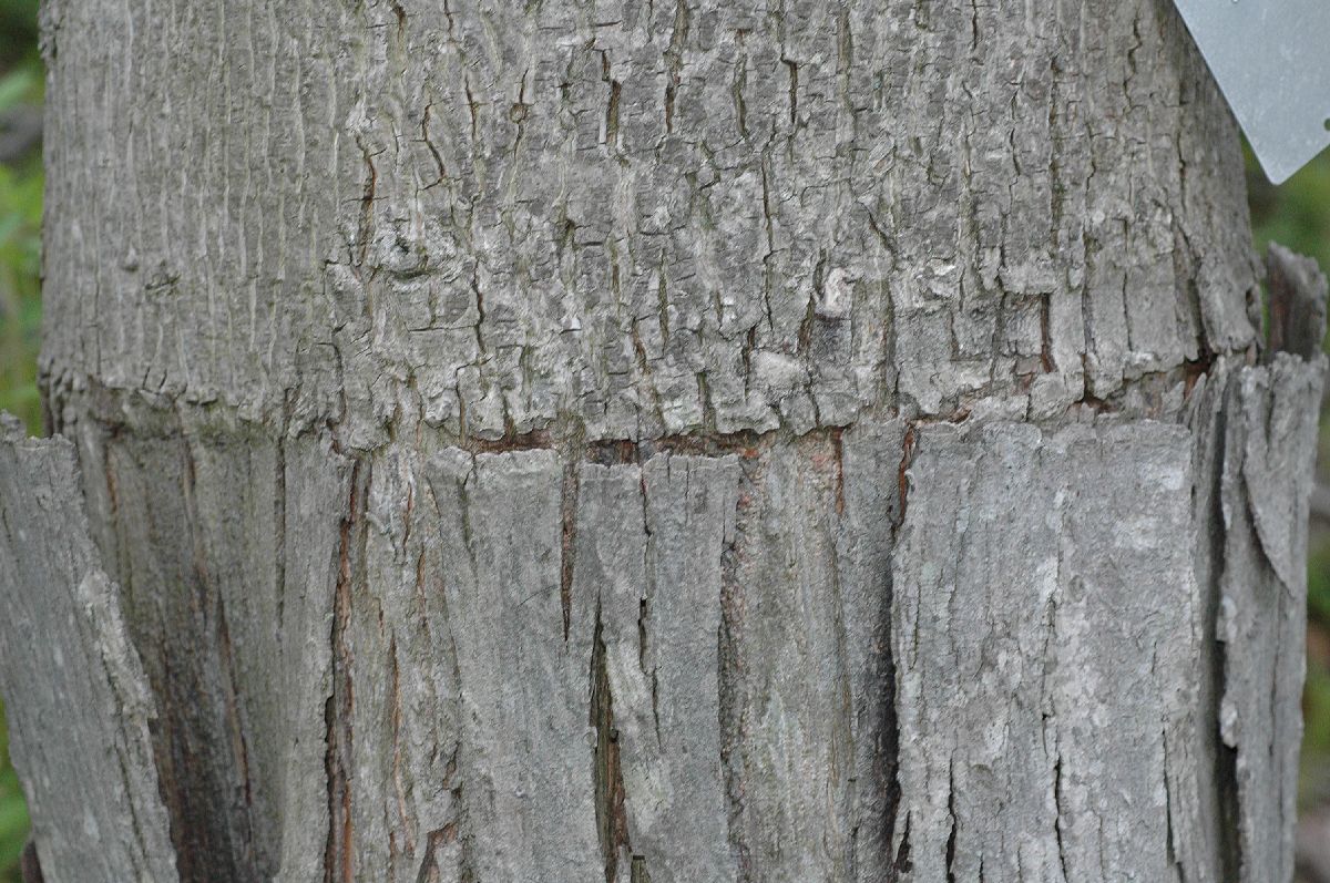 Juglandaceae Carya ovata