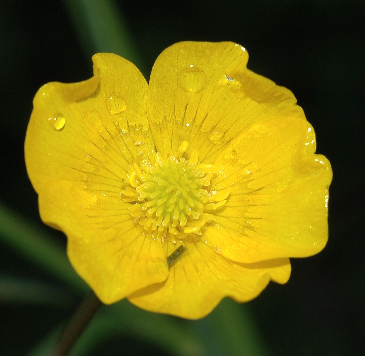 Ranunculaceae Ranunculus acris