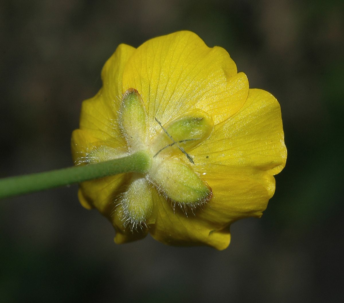 Ranunculaceae Ranunculus acris