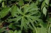 image of Ranunculus acris