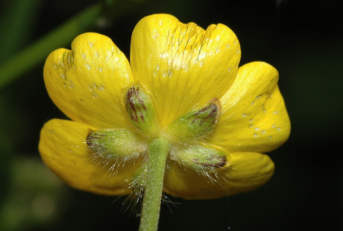 Ranunculaceae Ranunculus acris