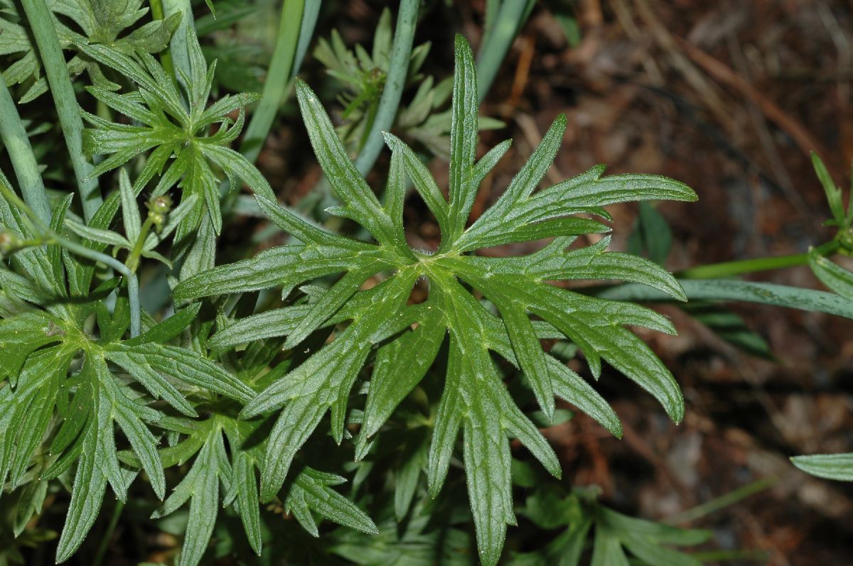 Ranunculaceae Ranunculus acris
