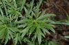 image of Ranunculus acris