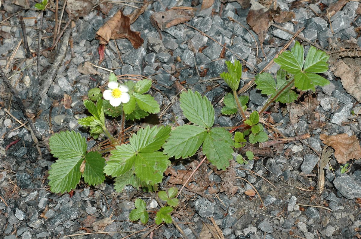 Rosaceae Fragaria virginiana