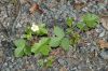 image of Fragaria virginiana