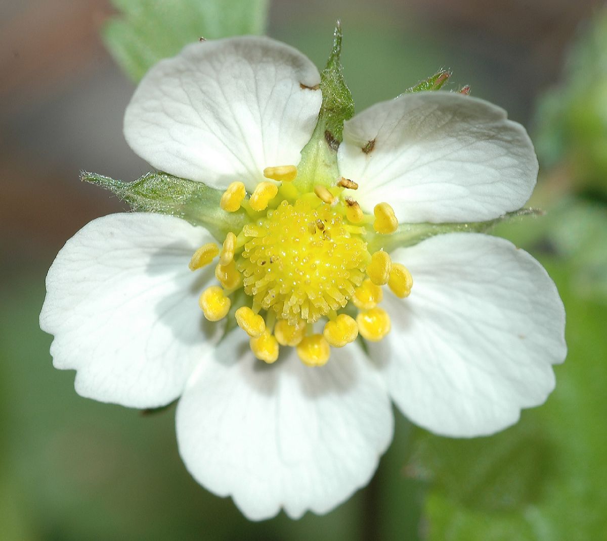 Rosaceae Fragaria virginiana