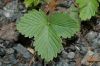 image of Fragaria virginiana