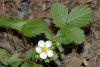 image of Fragaria virginiana