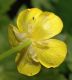 image of Ranunculus bulbosus