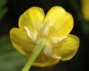 image of Ranunculus bulbosus