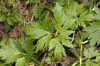 image of Ranunculus bulbosus