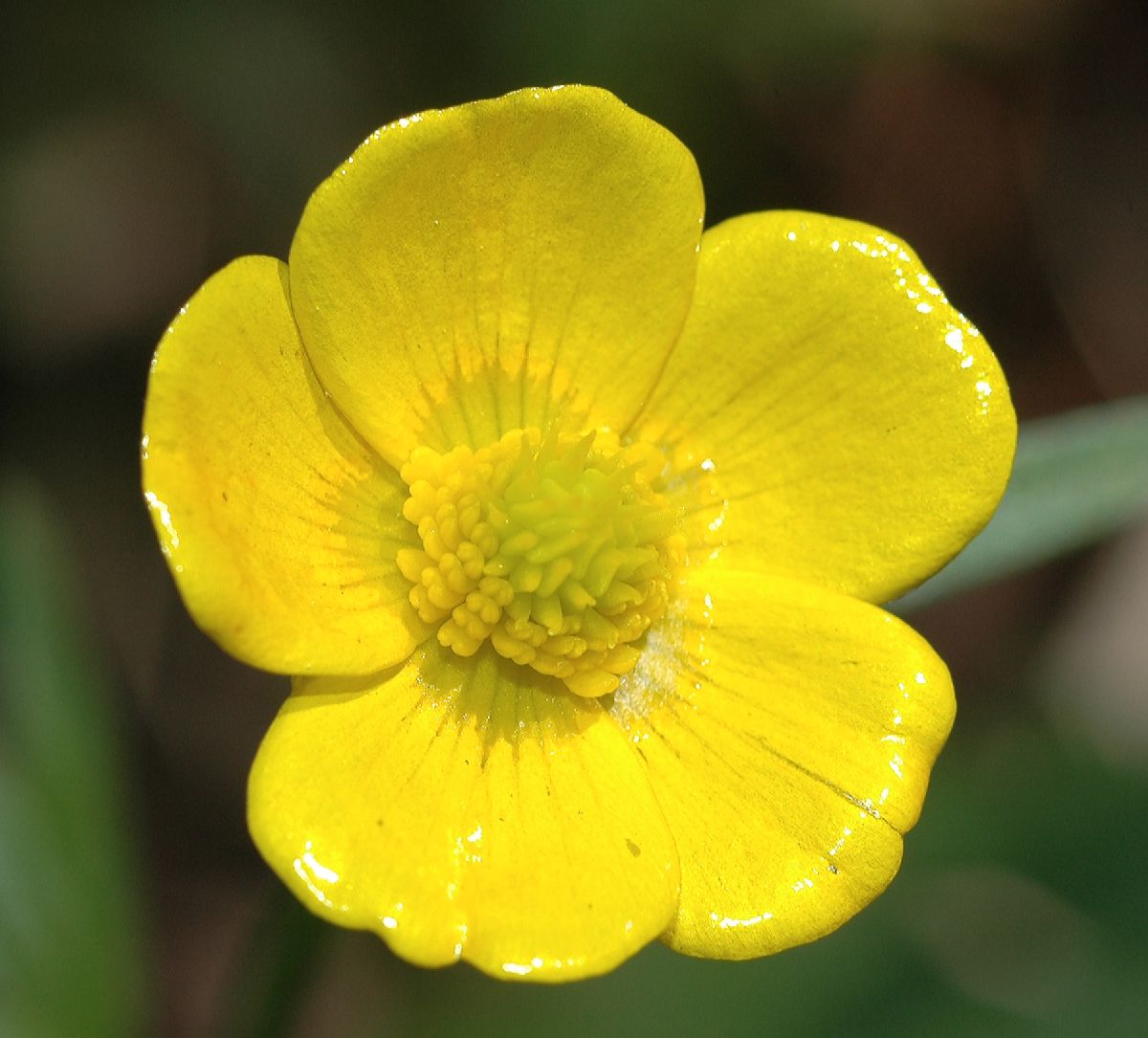 Ranunculaceae Ranunculus bulbosus