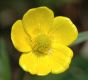 image of Ranunculus bulbosus