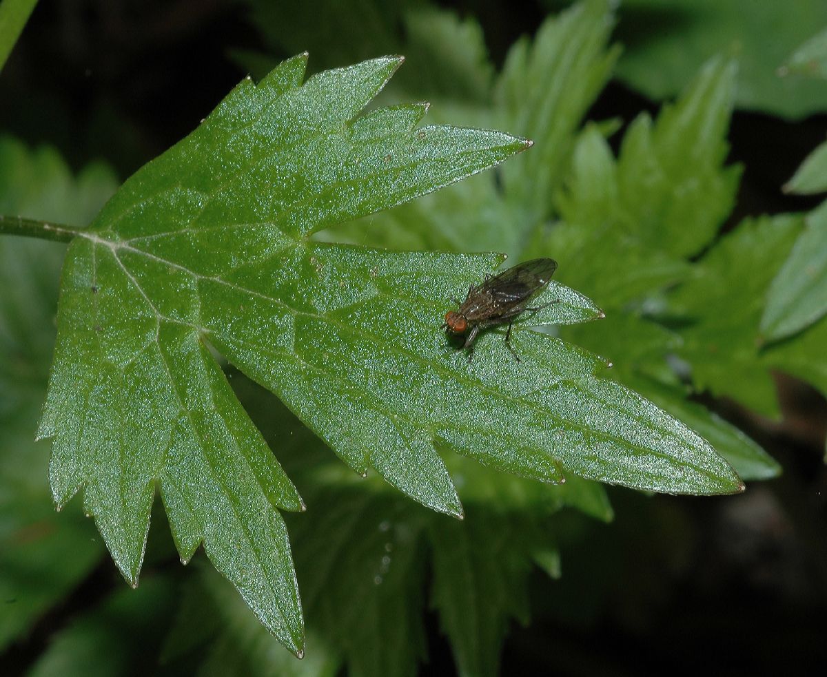 Ranunculaceae Ranunculus bulbosus