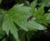 image of Ranunculus bulbosus
