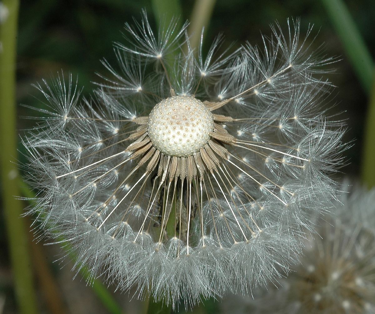 Asteraceae Taraxacum officinale