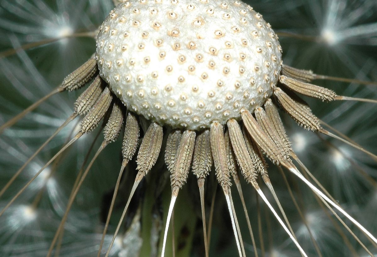 Asteraceae Taraxacum officinale