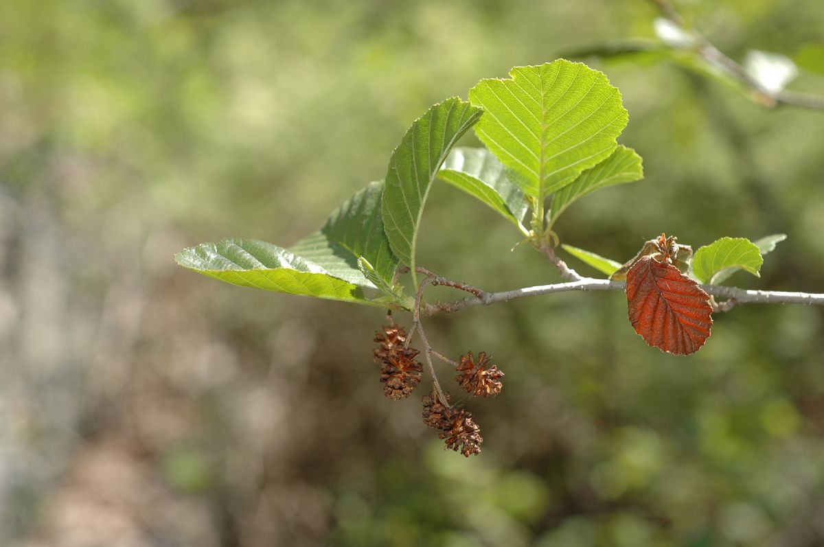 Betulaceae Alnus incana