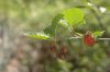 image of Alnus incana
